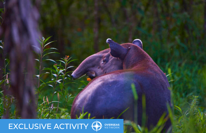Entry is restricted – this is what makes Tapir Valley Nature Reserve special.